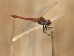 Insectes Sympetrum de Fonscolombe