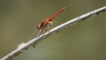 Insectes Sympetrum de Fonscolombe