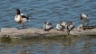 Oiseaux Tadorne de Belon (Tadorna tadorna)