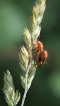 Insectes Téléphore fauve (Rhagonycha fulva)