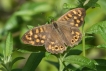 Insectes Tircis (Pararge aegeria)