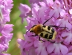 Insectes Trichie fasciée (Trichius fasciatus)