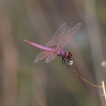 Insectes Trithémis annelé mâle