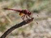 Insectes Trithémis annelé mâle