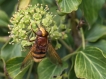 Insectes Volucelle zonée (Volucella zonaria)