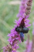 Insectes Xylocope sur Salicaire