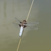 Insectes Libellule déprimée (Libellula depressa)