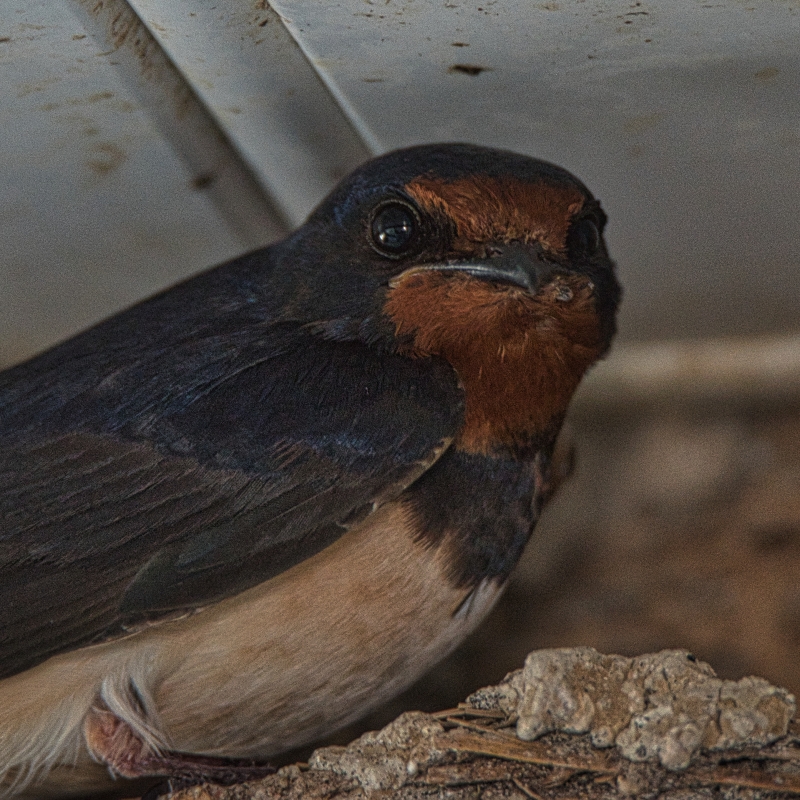 Photo Oiseaux Hirondelle rustique