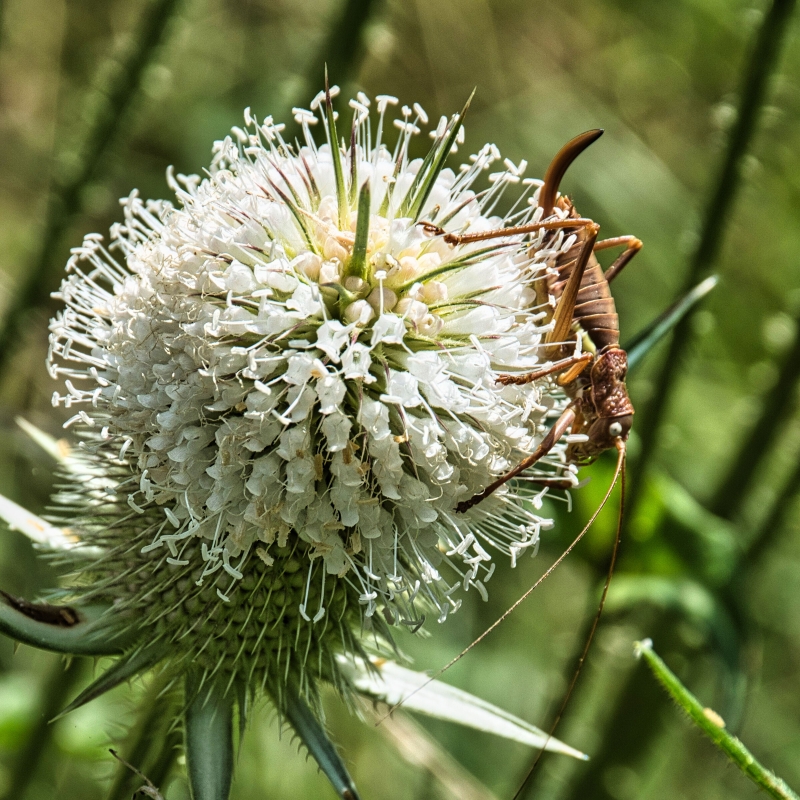 Photo Insectes Decticelle cendrée