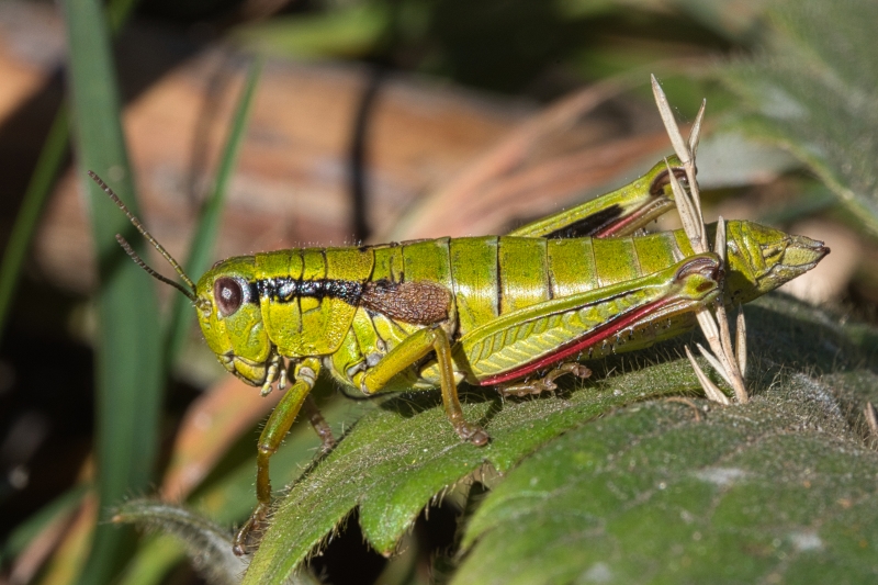 Photo Insectes Miramelle subalpine