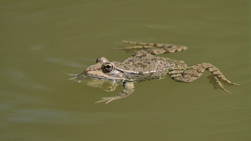 Photo Amphibiens Grenouille de Graf