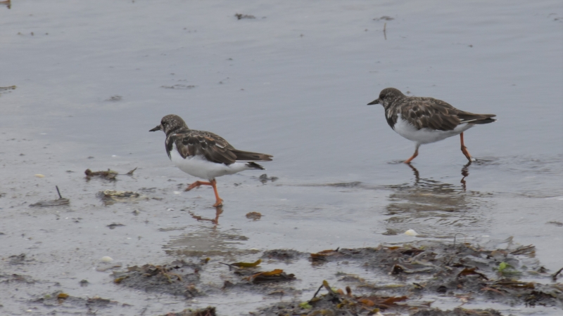 Photo Oiseaux Tournepierre à collier