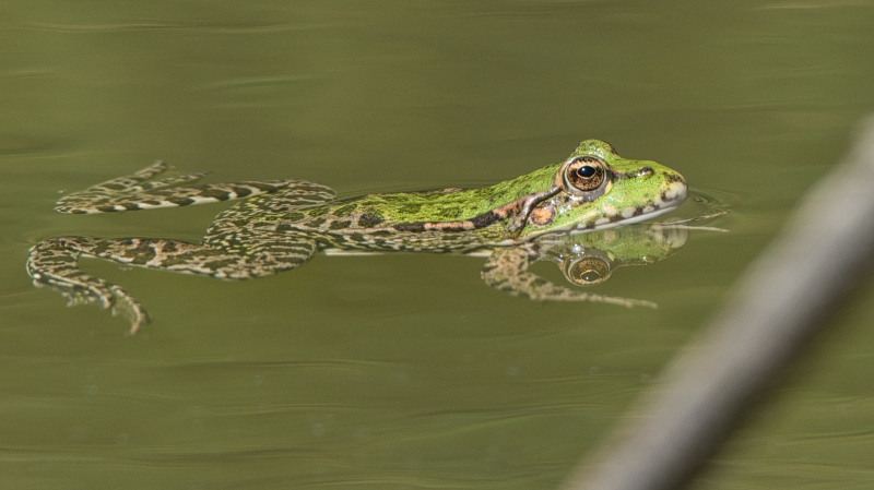 Photo Amphibiens Grenouille rieuse (Rana ridibunda)