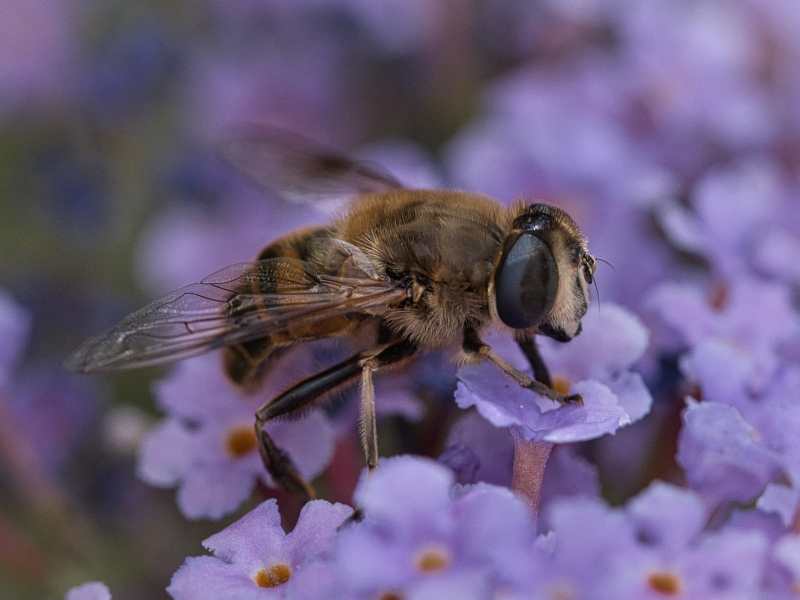 Photo Insectes abeille domestique (apis mellifera) 