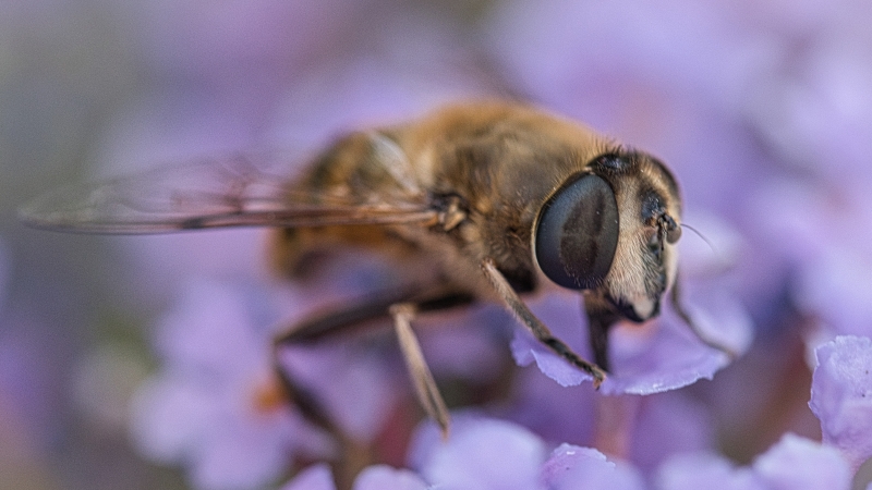 Photo Insectes abeille domestique (apis mellifera) 