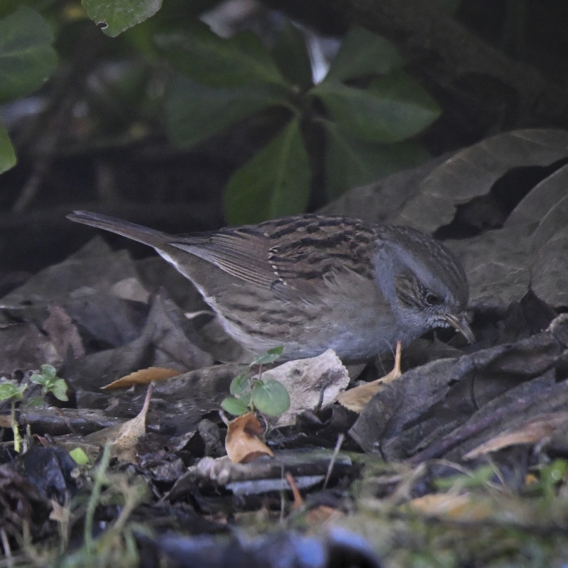 Photo Oiseaux Accenteur mouchet