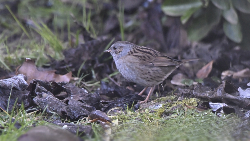 Photo Oiseaux Accenteur mouchet