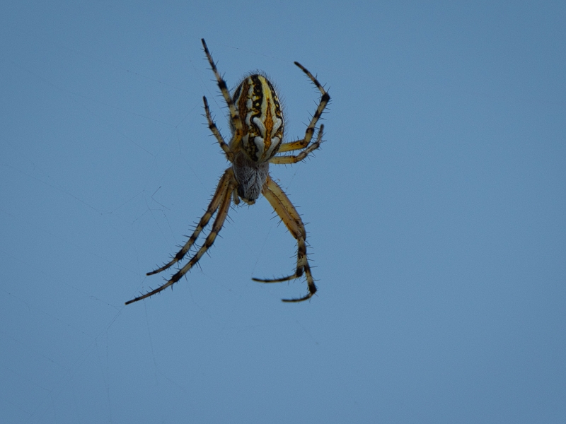 Photo Araignées Aculepeira armida