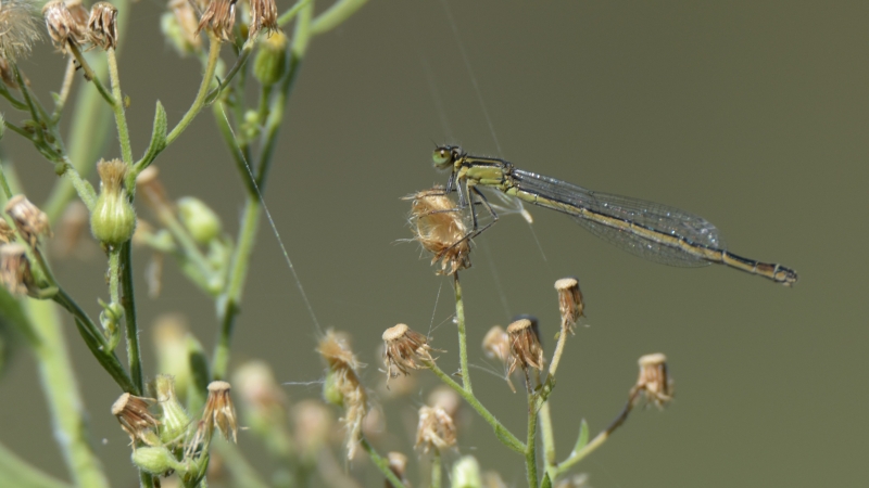 Photo Insectes agrion à larges pattes (Platycnemis pennipes)