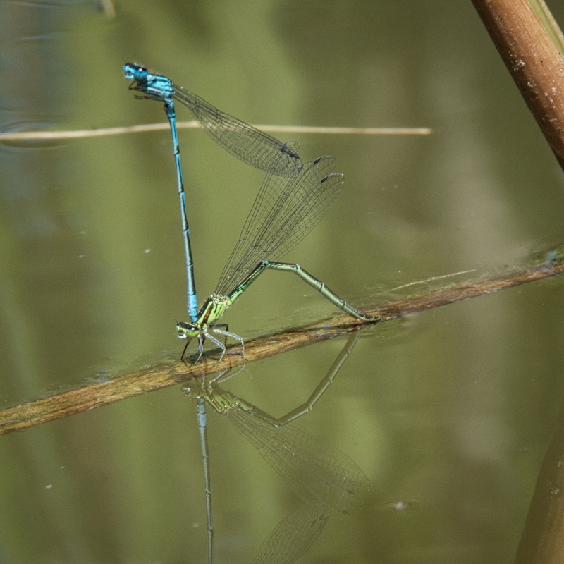 Photo Insectes