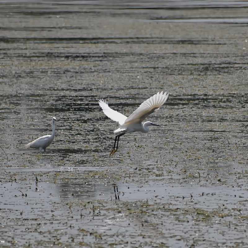 Photo Oiseaux Aigrette garzette