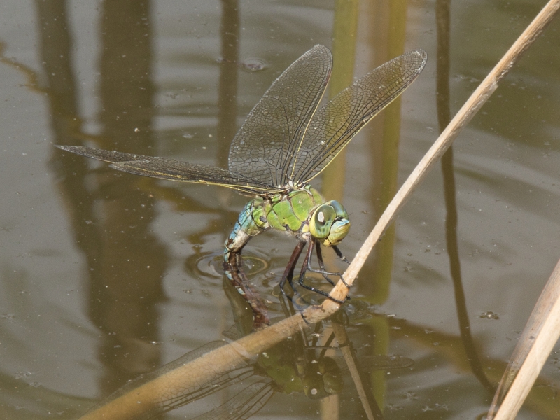 Photo Insectes Anax empereur femelle