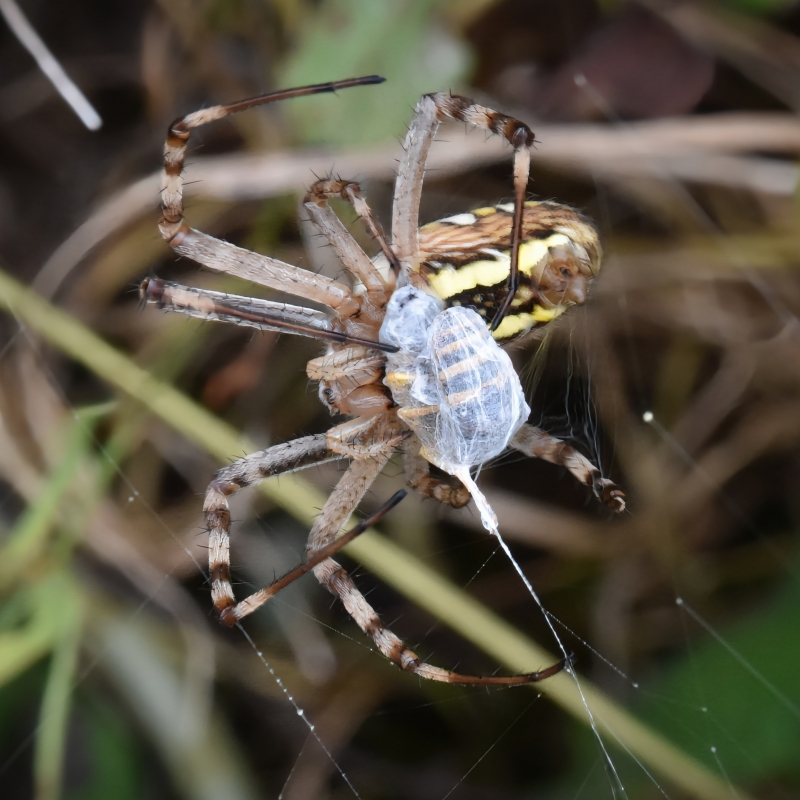 Photo Araignées Argiope fasciée femelle