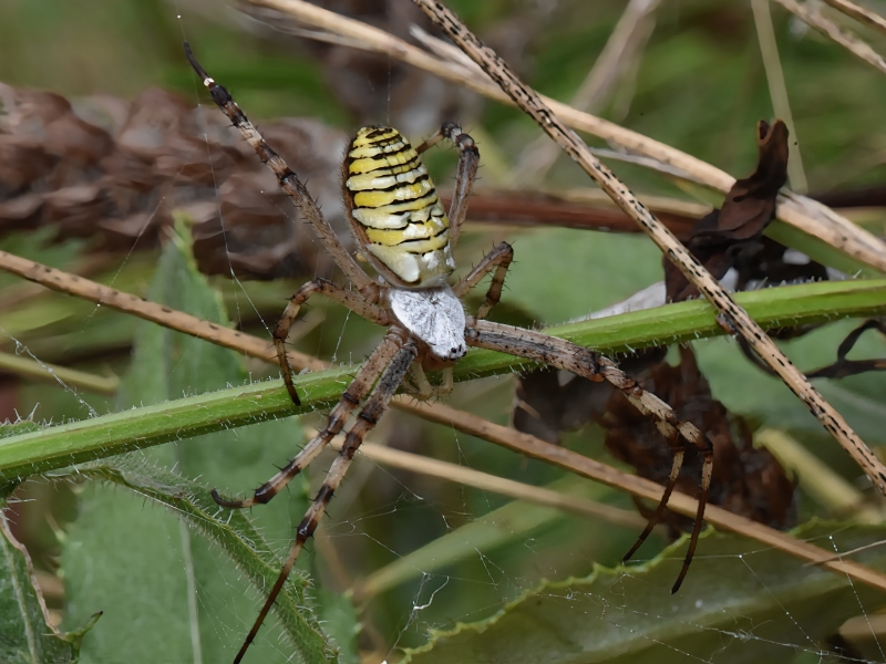 Photo Araignées Argiope fasciée femelle