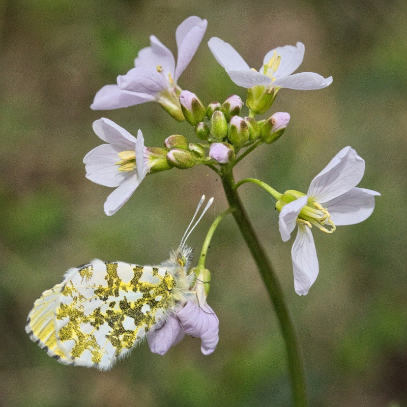 Photo Insectes Aurore femelle