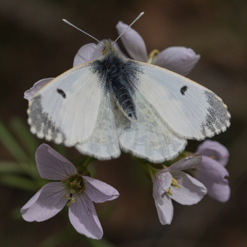 Photo Insectes Aurore femelle