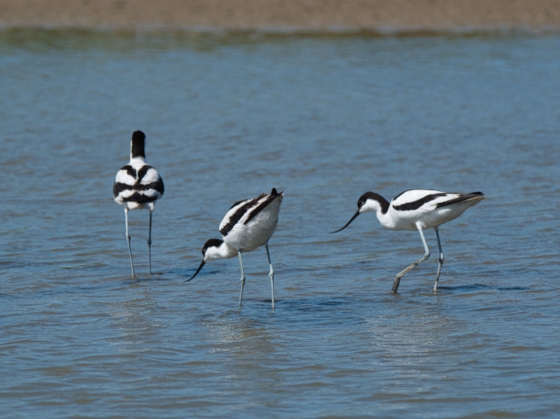 Photo Oiseaux avocette elegante