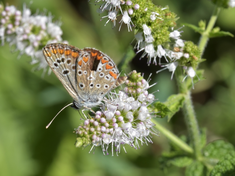 Photo Insectes Azuré bleu céleste