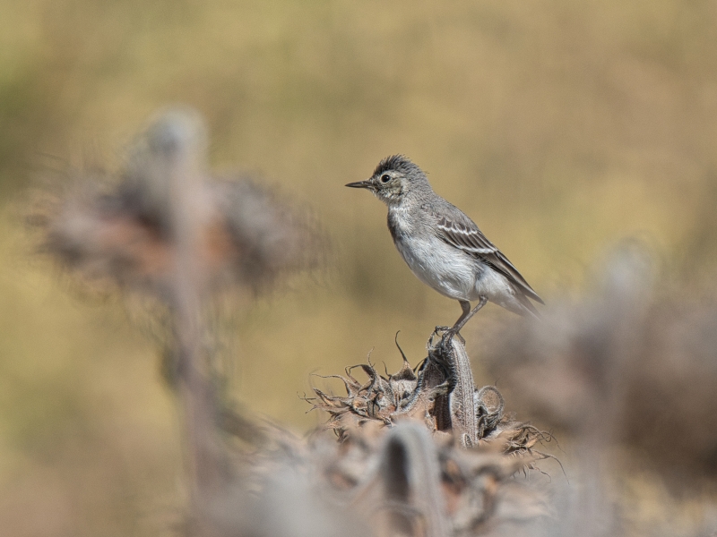 Photo Oiseaux Bergeronnette grise