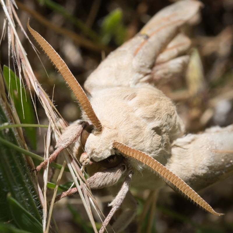 Photo Insectes Bombyx du mûrier