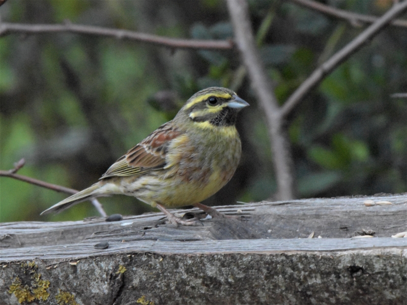 Photo Oiseaux Bruant zizi mâle