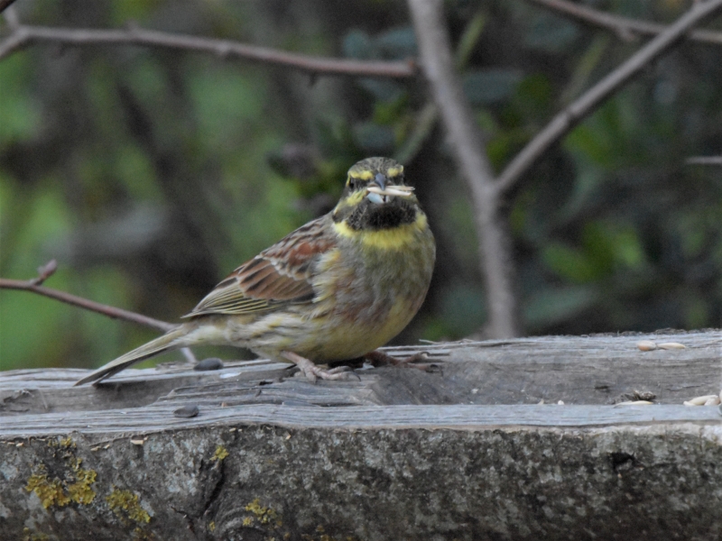 Photo Oiseaux Bruant zizi mâle