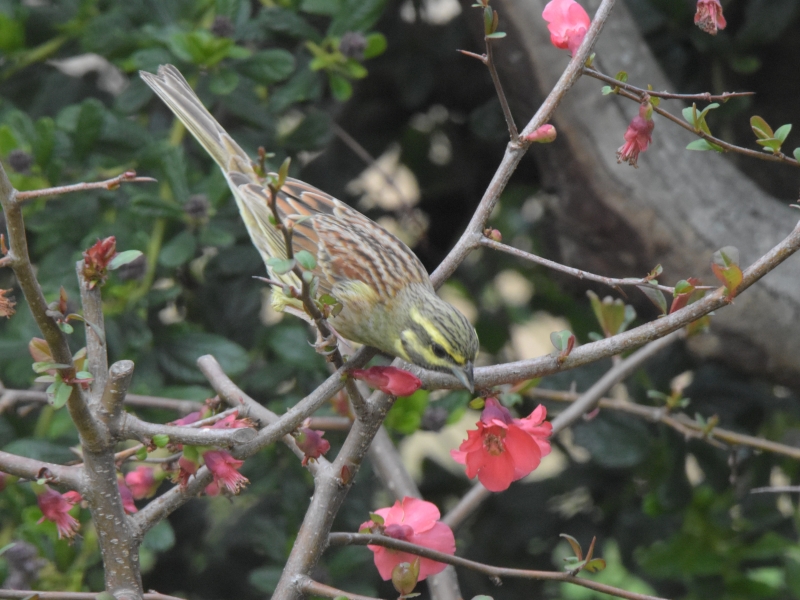 Photo Oiseaux Bruant zizi mâle