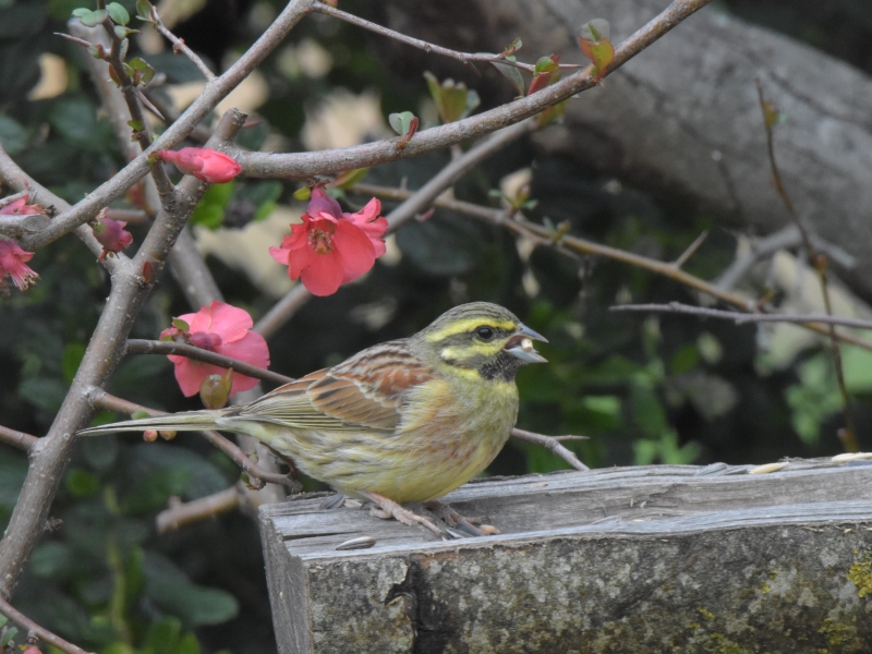 Photo Oiseaux Bruant zizi mâle