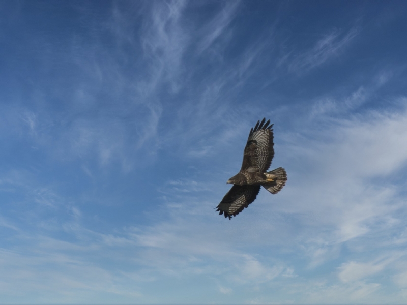 Photo Oiseaux Buse variable