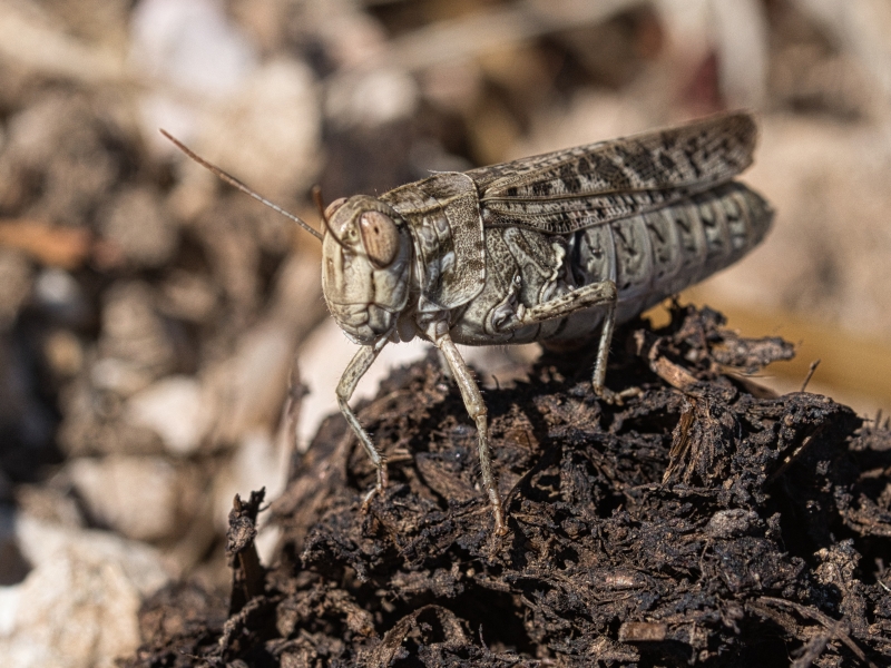 Photo Insectes Caloptène italien