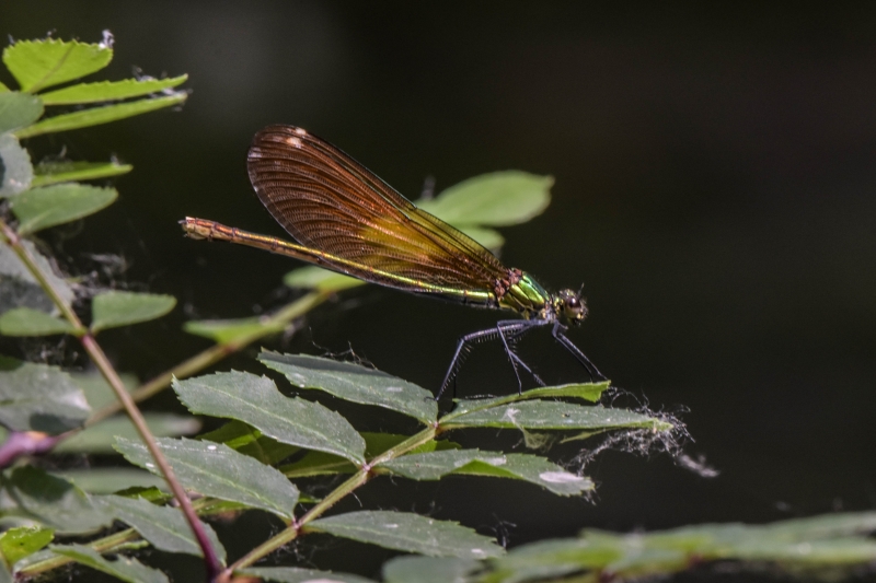 Photo Insectes Caloptéryx éclatant (Calopteryx splendens)