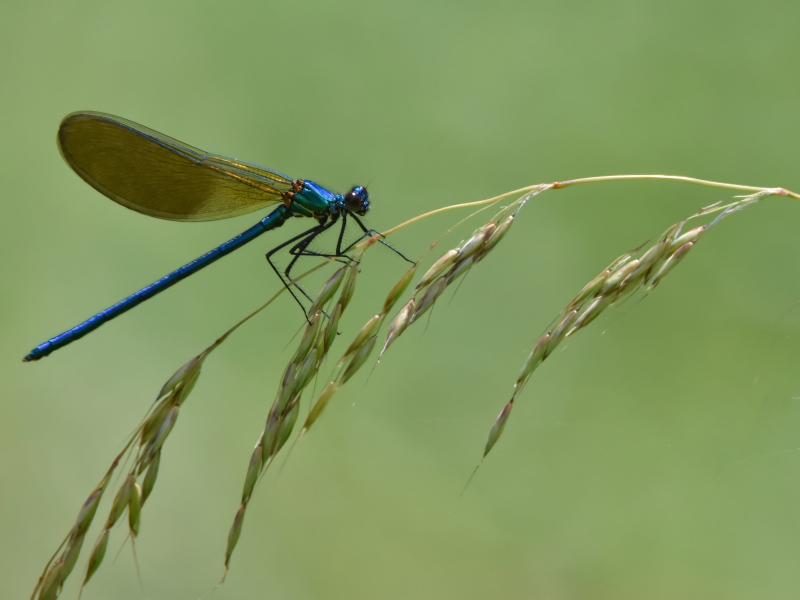 Photo Insectes Caloptéryx vierge mâle