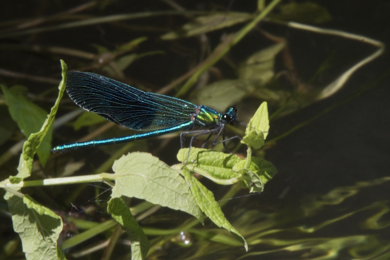 Photo Insectes Caloptéryx vierge femelle