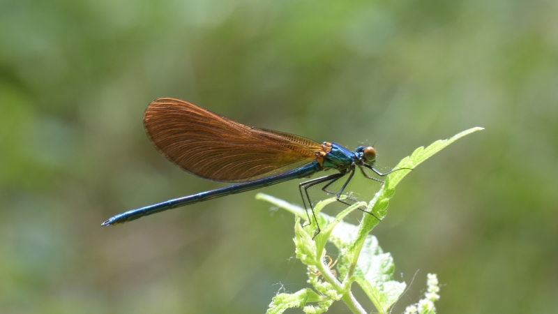 Photo Insectes Calopteryx virgo méridionalis mâle