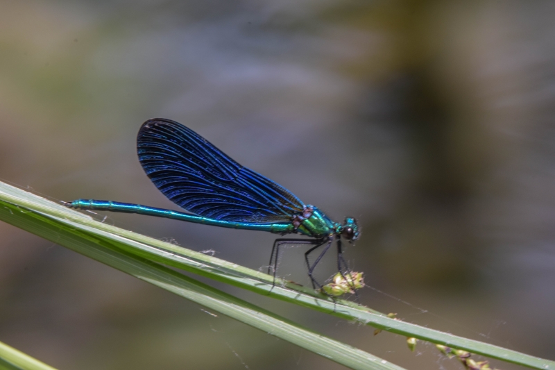 Photo Insectes Caloptéryx virgo virgo mâle