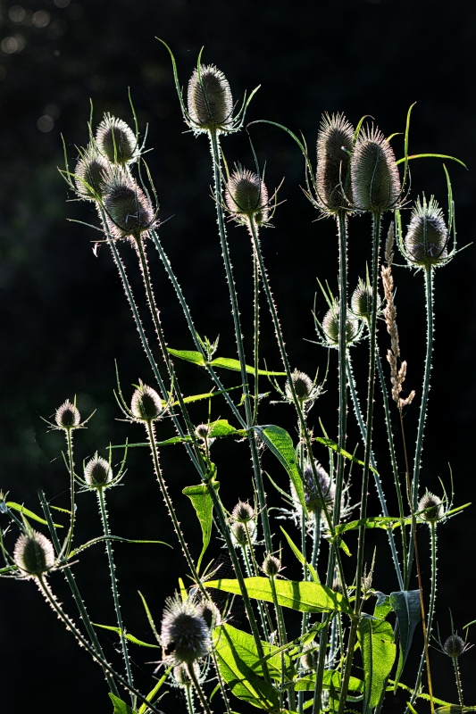 Photo Flore Cardères