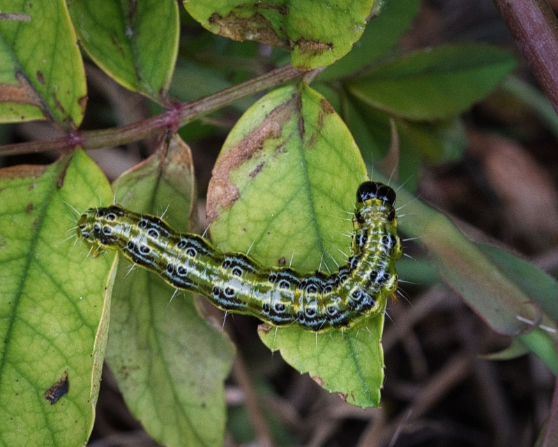 Photo Insectes Chenille de la Pyrale du buis