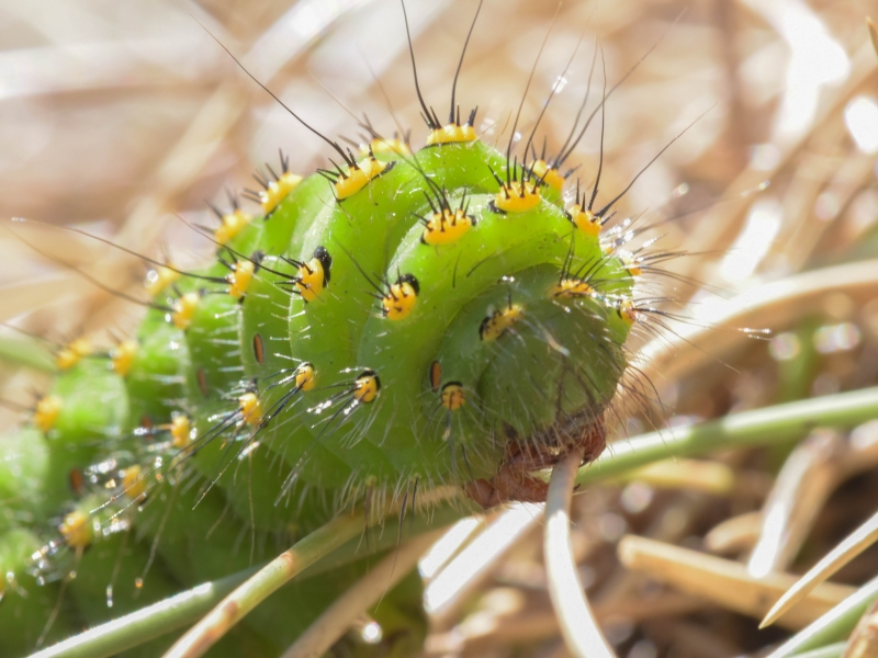 Photo Insectes Chenille du Petit Paon de Nuit