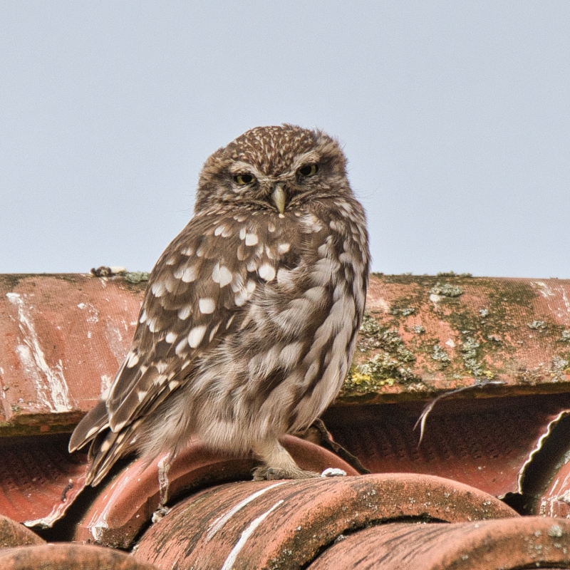 Photo Oiseaux chouette cheveche 