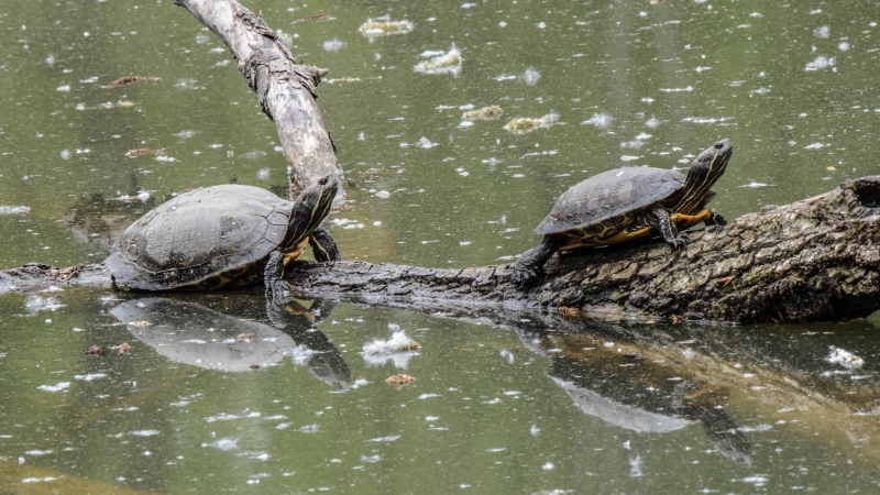 Photo Reptiles Tortues de Floride